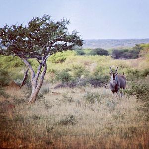 Eland Bull Namibia