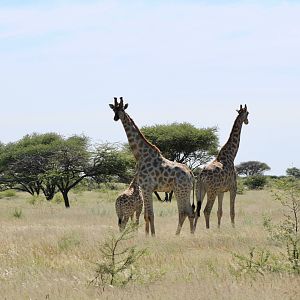 Giraffe in Namibia