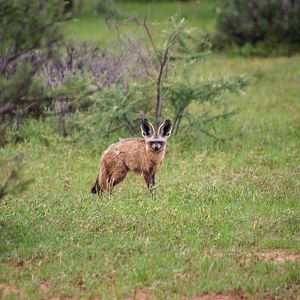 Bat-eared Fox in Namibia