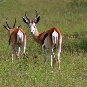 Springbok in Namibia