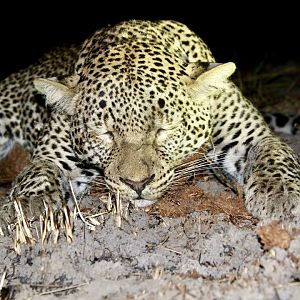 Leopard Hunt Namibia