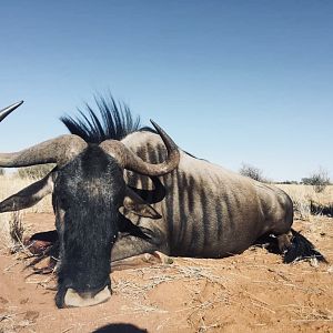 Hunt Blue WIldebeest in Namibia