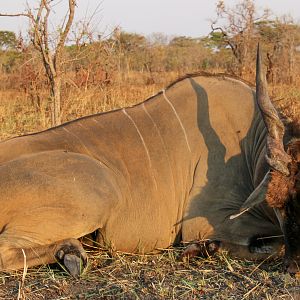 Namibia Hunting Livingstone Eland