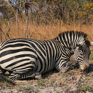 Hunt Chapman's Zebra in Namibia