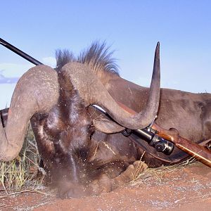 Black Wildebeest Hunting Namibia