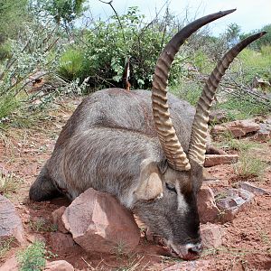 Waterbuck Hunt Namibia