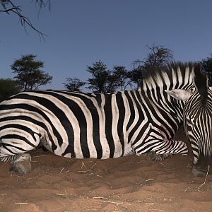 Hunting Burchell's Plain Zebra