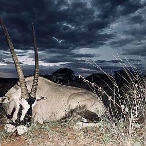 Namibia Hunt Gemsbok