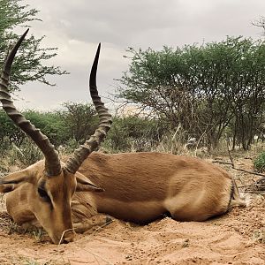 Hunting Impala in Namibia