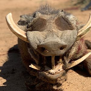 Namibia Hunting Warthog