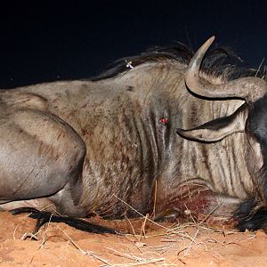 Blue Wildebeest Hunting Namibia