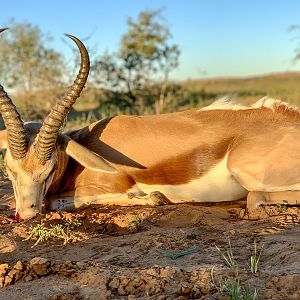 Namibia Hunt Springbok