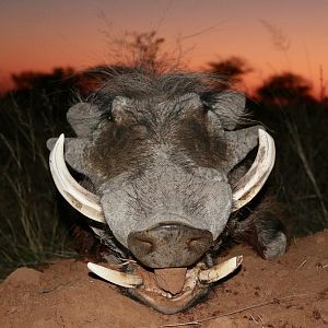 Namibia Hunting Warthog