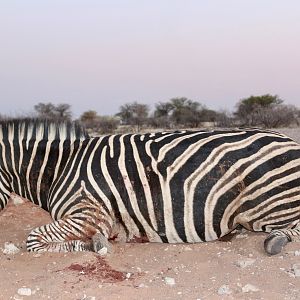 Namibia Hunt Burchell's Plain Zebra