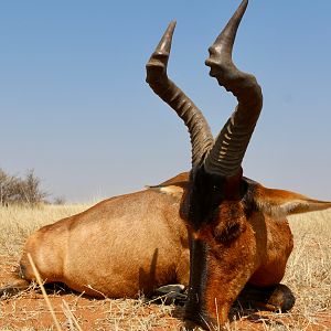 Hunting Red Hartebeest in Namibia