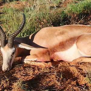 Namibia Hunting Springbok