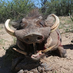 Hunt Warthog in Namibia