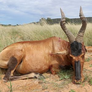 Hunting Red Hartebeest in Namibia