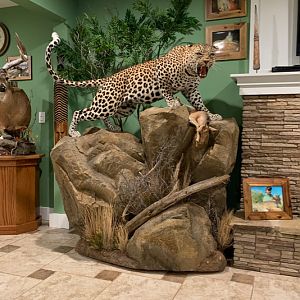 Leopard Full Mount Taxidermy