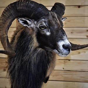 Corsican Sheep Shoulder Mount Taxidermy