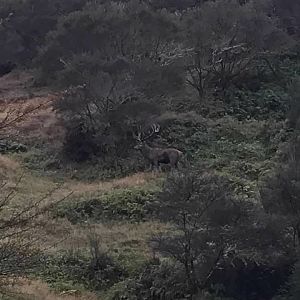 Red Stag in New Zealand