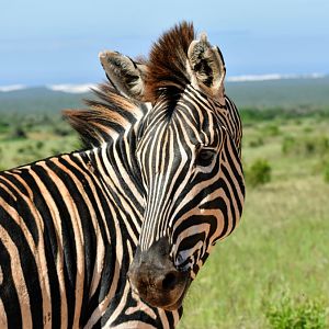 Burchell's Plain Zebra South Africa