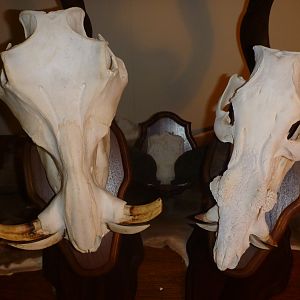 Warthog & Bushpig European Skull Mounts