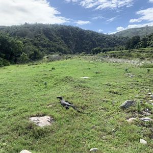 Monitor Lizard Coastal Hunting Area South Africa