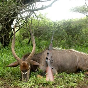 South Africa Hunt Nyala