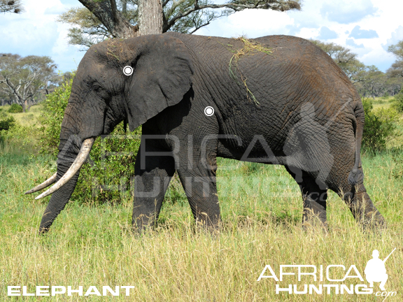 elephant_perfect_shot.jpg