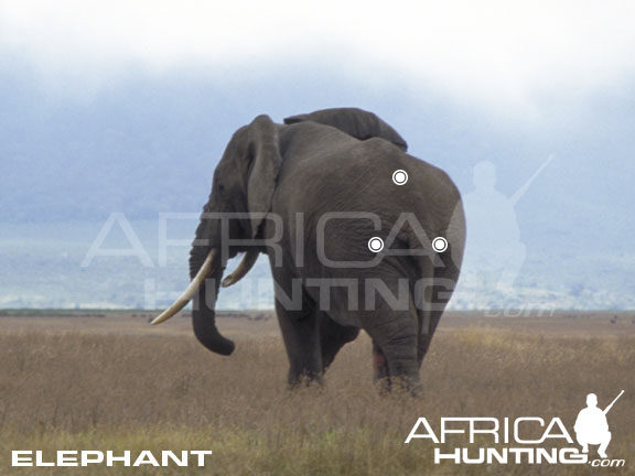 elephant_shot.jpg