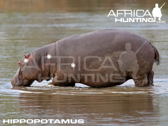 hippopotamus_perfect_shot.jpg