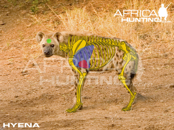 hyena_shot_placement.jpg