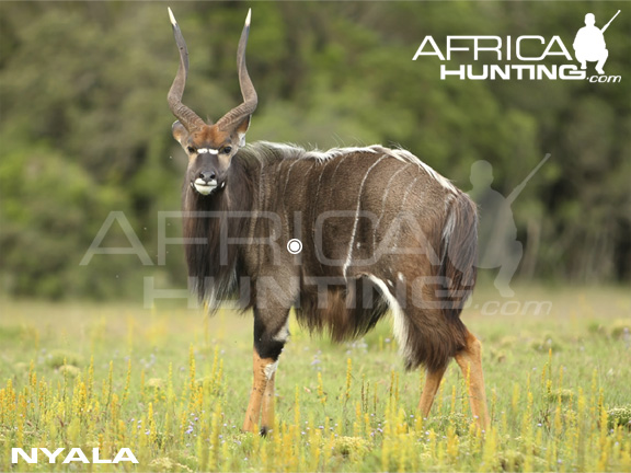 nyala_perfect_shot.jpg