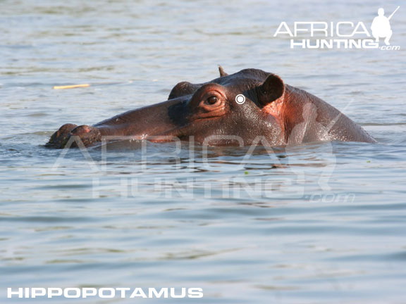shot_placement_hippopotamus.jpg