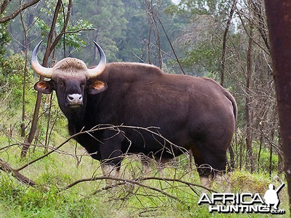 gaur size comparison