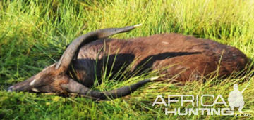 Hunting The Ssese Island Sitatunga | AfricaHunting.com