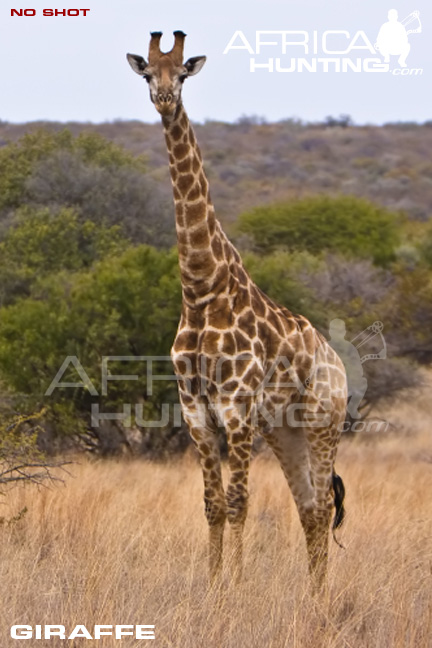 giraffe_shot_placement_bow_3.jpg