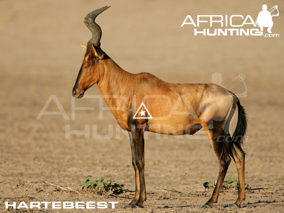 hartebeest_perfect_shot_bow.jpg