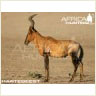 hartebeest_perfect_shot_bow_s.jpg