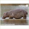 hippopotamus_perfect_shot_bow_s.jpg