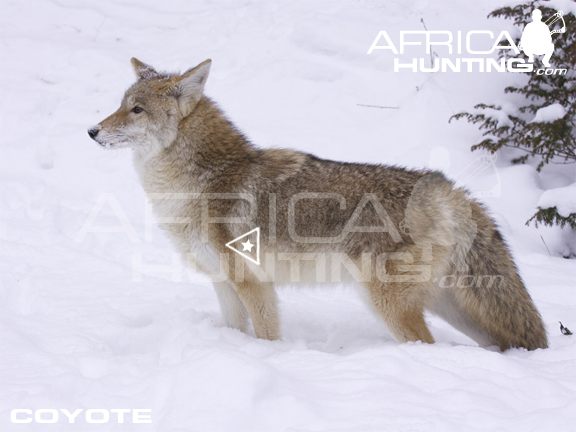 coyote-bowhunting-vitals.jpg