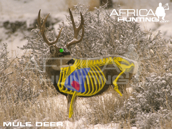 mule-deer-vitals-bowhunting.jpg