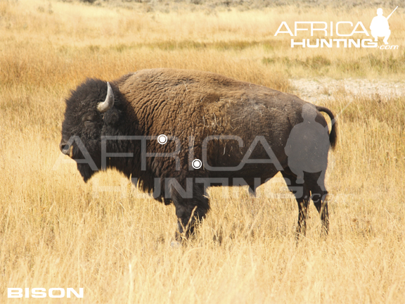 bison-hunting-vitals.jpg