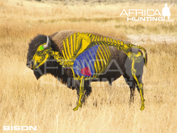 bison-vitals-hunting.jpg