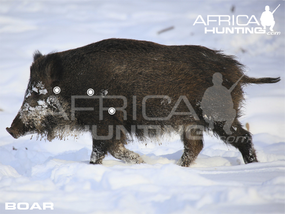 boar-hunting-vitals.jpg