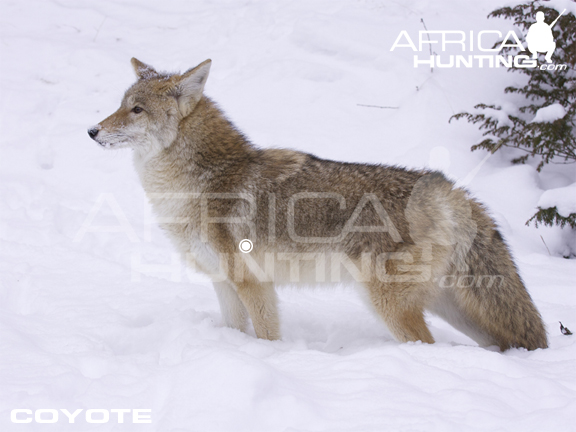 coyote-hunting-vitals.jpg
