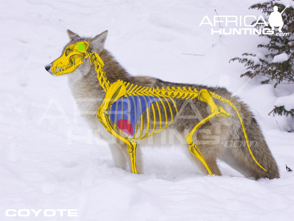 coyote-vitals-hunting.jpg