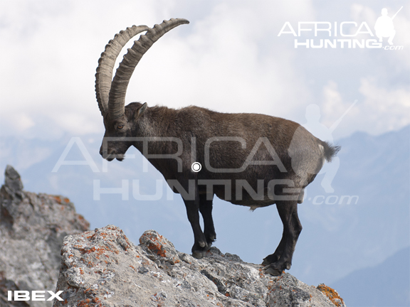 ibex-hunting-vitals.jpg