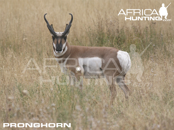 pronghorn-hunting-vitals.jpg